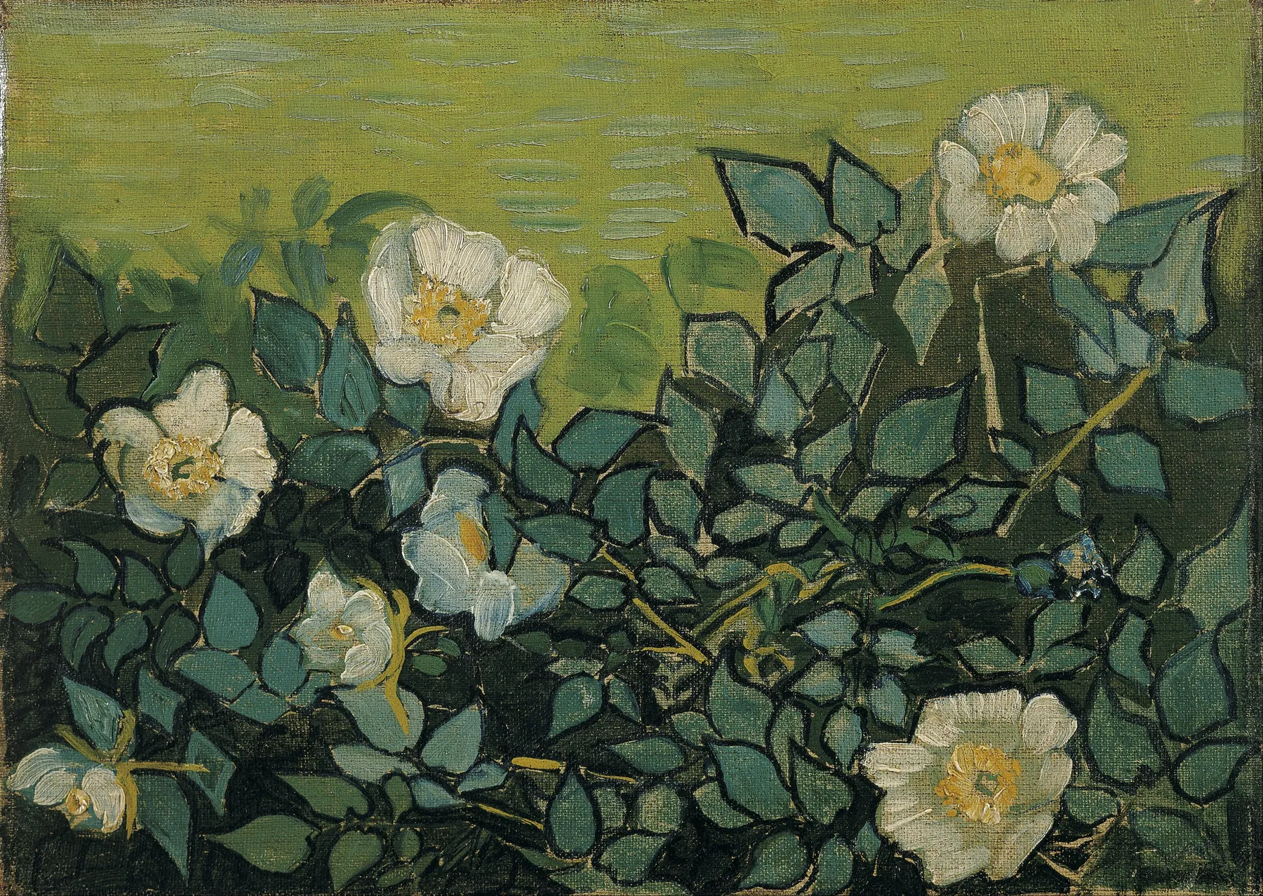 Wild roses in muted greens and soft white, growing loose and unarranged